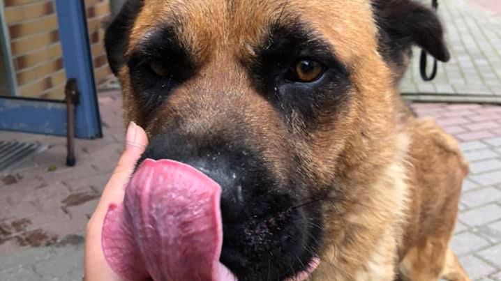 Psy ze schroniska w Radysach trafiły do Warszawy