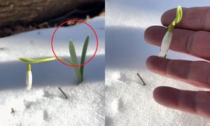 Leśnik chwycił za telefon w Bieszczadach. To zwiastun wiosny