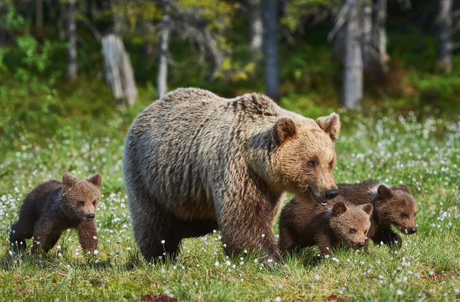 Białorusinka nie przeżyła spotkania z niedźwiedziem brunatnym