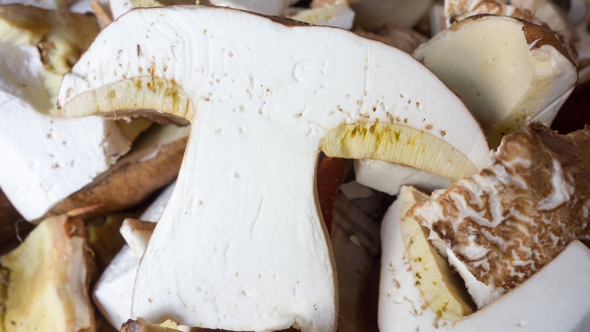 Jak pozbyć się robaków z grzybów?