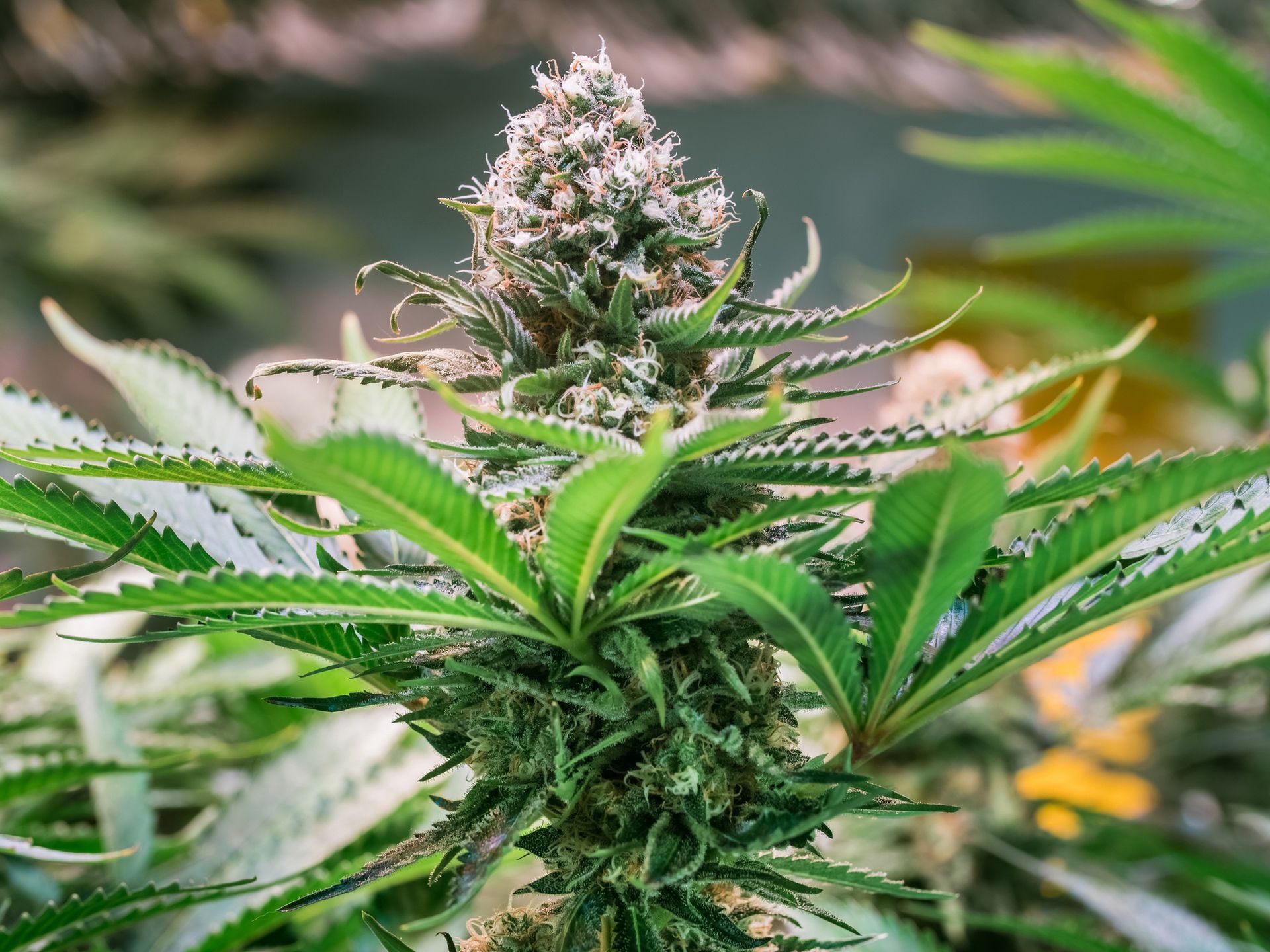 Marihuana