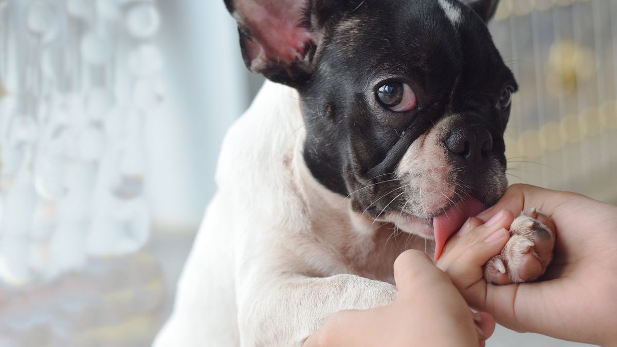 Co oznacza lizanie psa?
