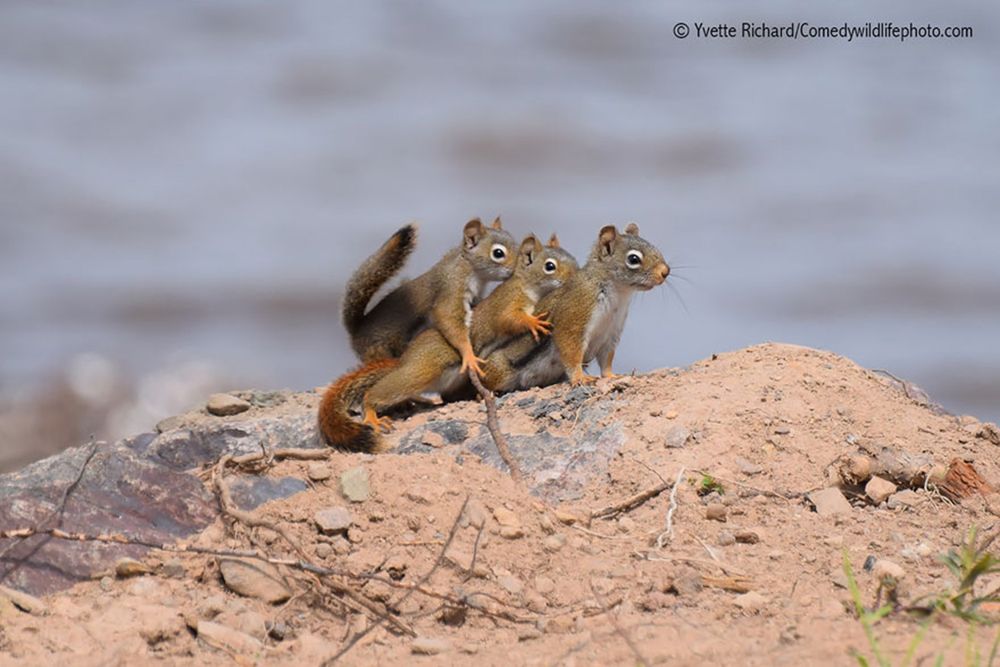 Najzabawniejsze zwierzaki konkursu Comedy Wildlife Photography Awards 2016 11