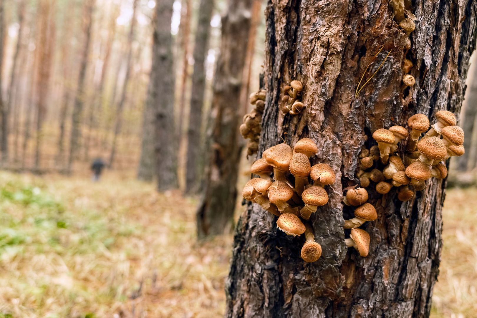 Zbierasz opieńki? Uważaj, by się nie pomylić