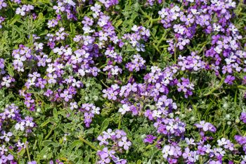 Wieczorami wydziela przepiękny zapach. Maciejka to prawdziwy hit ogrodowy