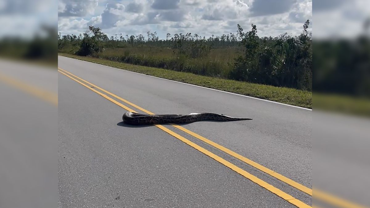 5-metrowy pyton birmański dostrzeżony na Florydzie.