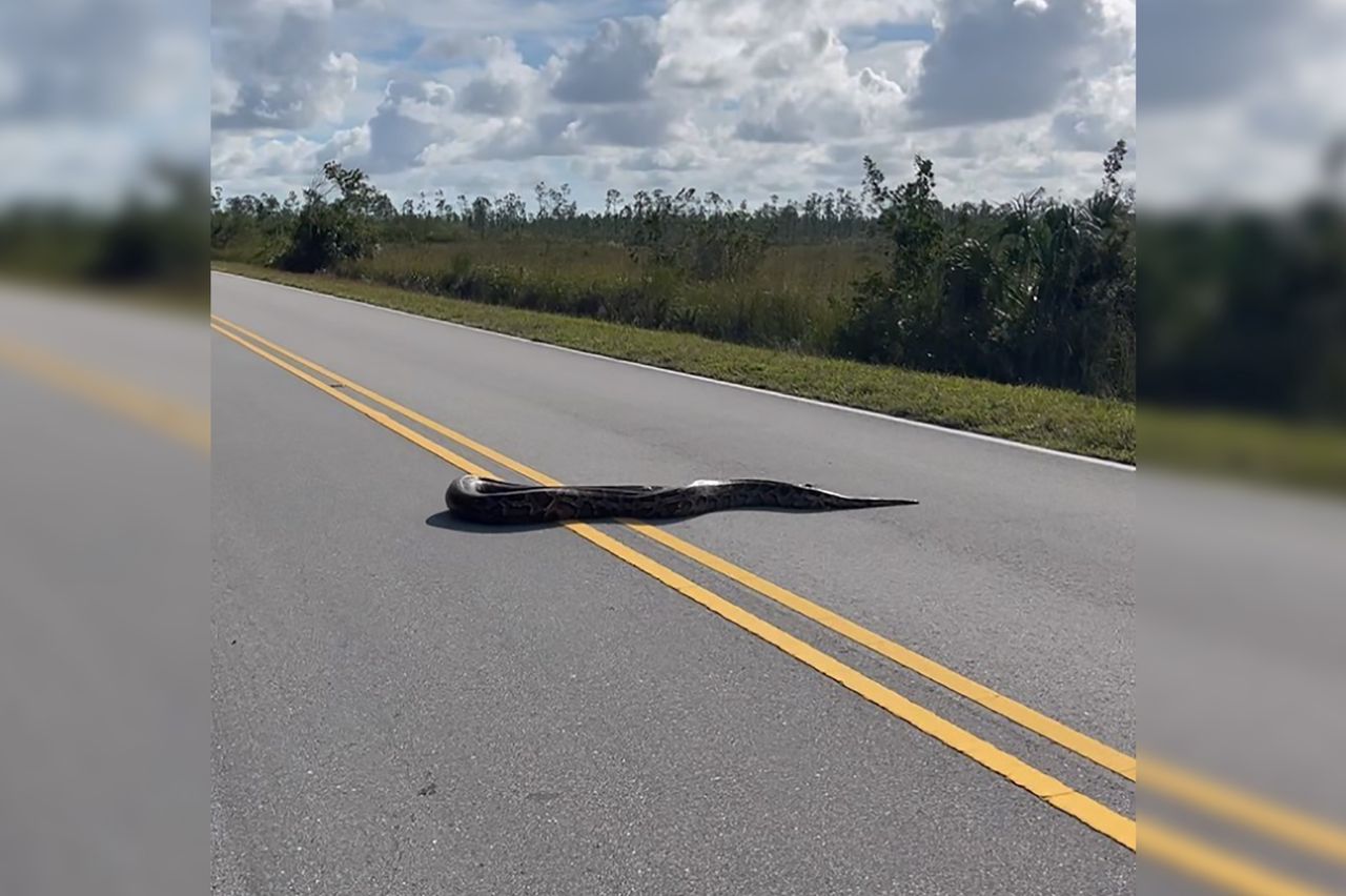 5-metrowy pyton birmański dostrzeżony na Florydzie.