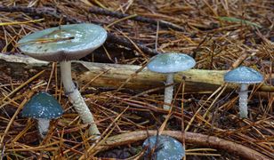 Niebieski grzyb w polskich lasach. To Pierścieniak grynszpanowy