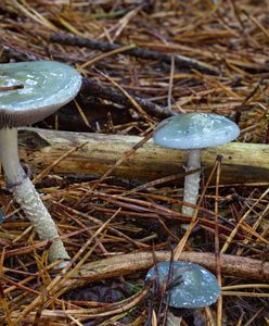 Niebieski grzyb w polskich lasach. To Pierścieniak grynszpanowy