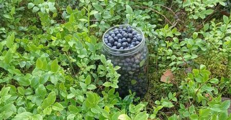 Trudny sezon dla handlarzy. Jagód jak na lekarstwo, a ceny? Kosmiczne