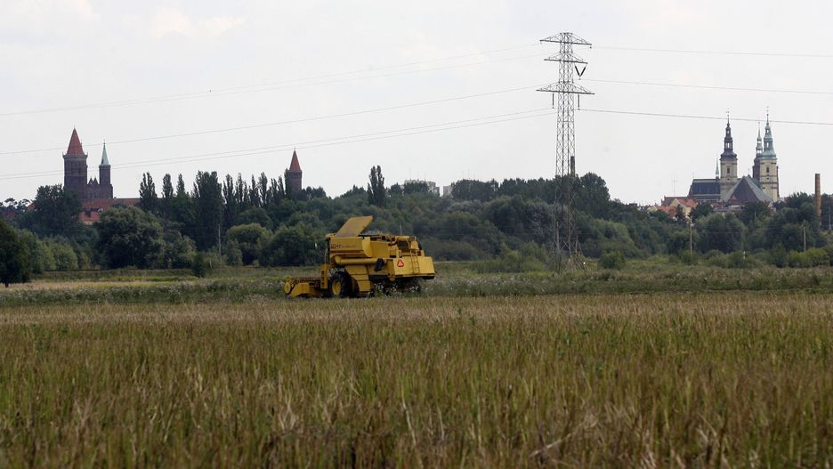 W kilku regionach problemem przy żniwach jest porastanie pszenicy na kłosach.