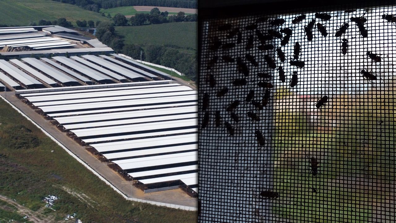 Ujawniamy. Samowola i tysiące sztuk bydła na nielegalnych fermach "króla wołowiny"