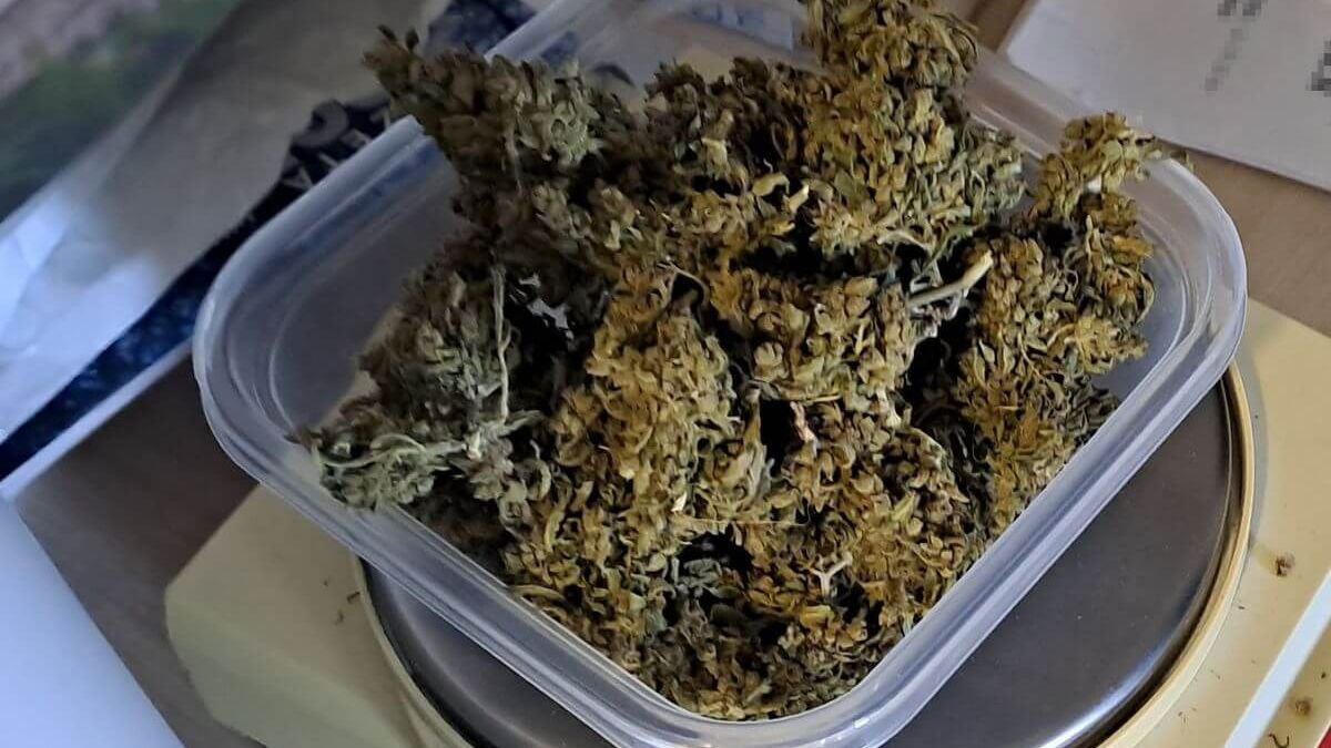 Marihuana w doniczce - susz