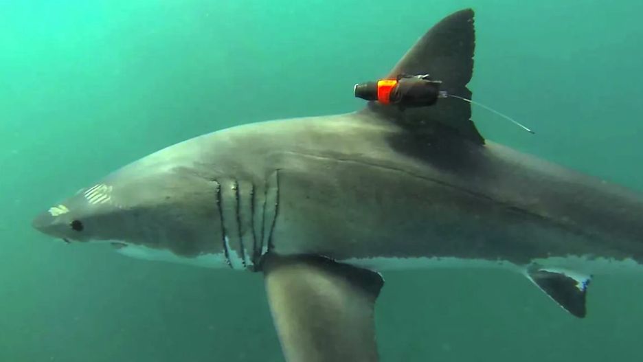 Rekinom zostaną przyczepione specjalne nadajniki