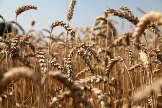 Zakaz importu zboża z Ukrainy. Porozumienie wkrótce wejdzie w życie