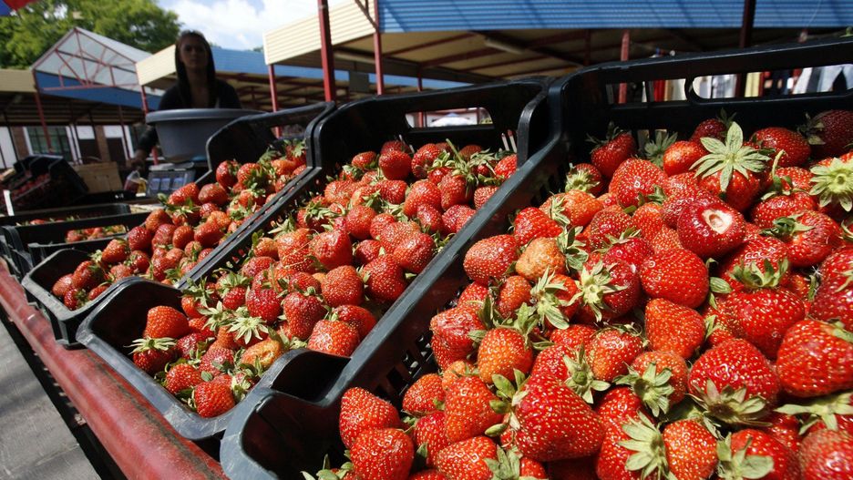 Truskawki z krajowych upraw są dostępne w sklepach, na targach, a także bezpośrednio od producenta. 