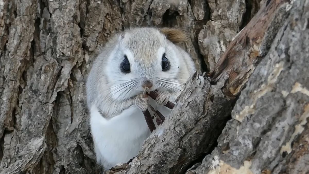 Maleńkie wiewiórki, które wyglądają jak z kreskówki. Można je spotkać wyłącznie w Japonii 1