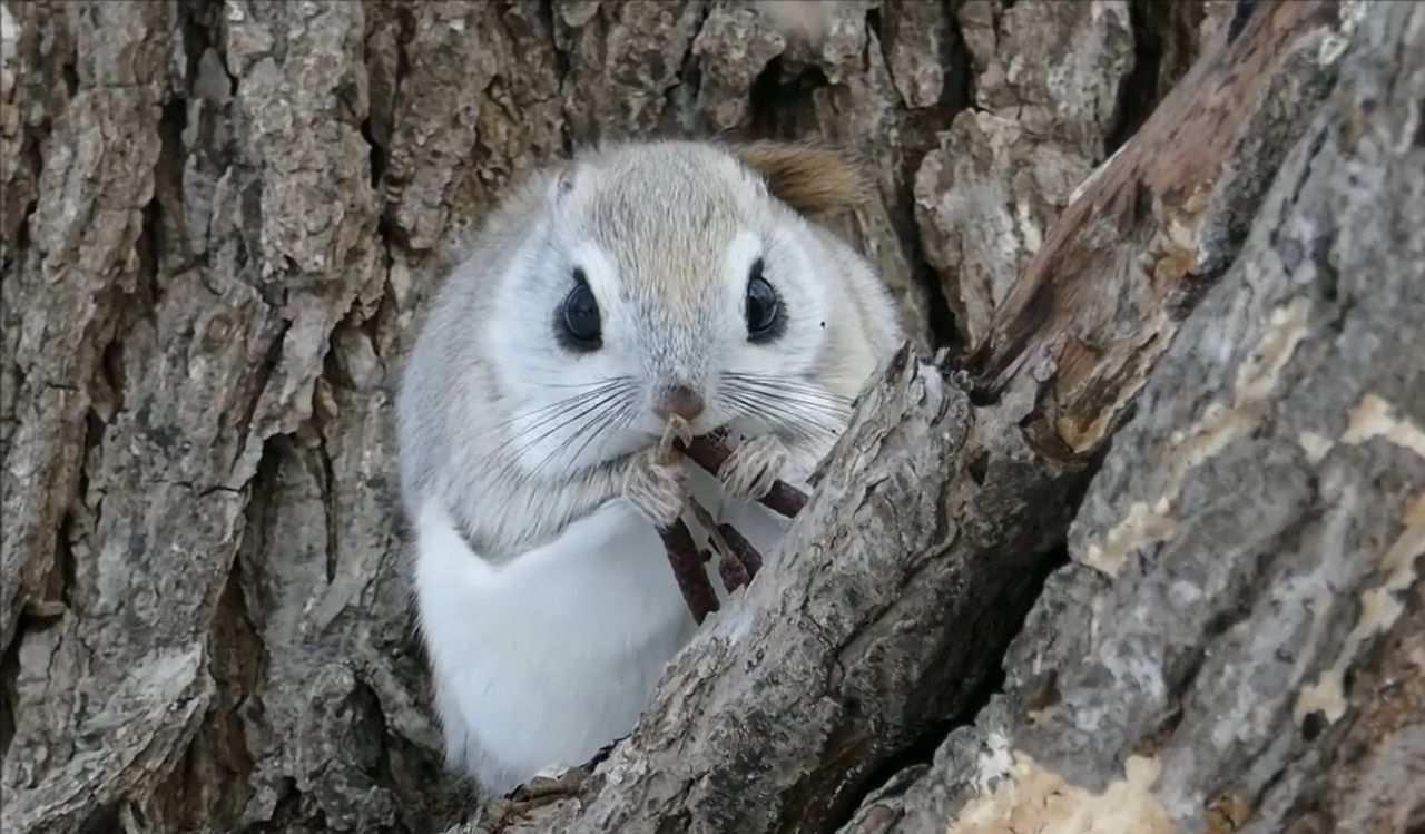 Maleńkie wiewiórki, które wyglądają jak z kreskówki. Można je spotkać wyłącznie w Japonii
