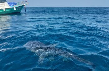 Rekin u wybrzeży słynnej plaży. Gigant miał pieć metrów