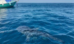 Rekin u wybrzeży słynnej plaży. Gigant miał pieć metrów