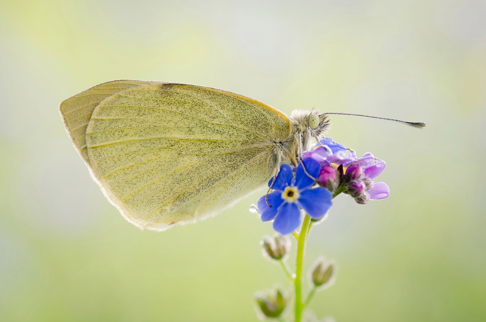 Twórczość Marcina Błocha to definicja makrofotografii. Poznajcie jego spojrzenie na piękno owadów 31