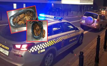 Zaskakujące znalezisko. Stado nietoperzy mieszkało w sportowych butach