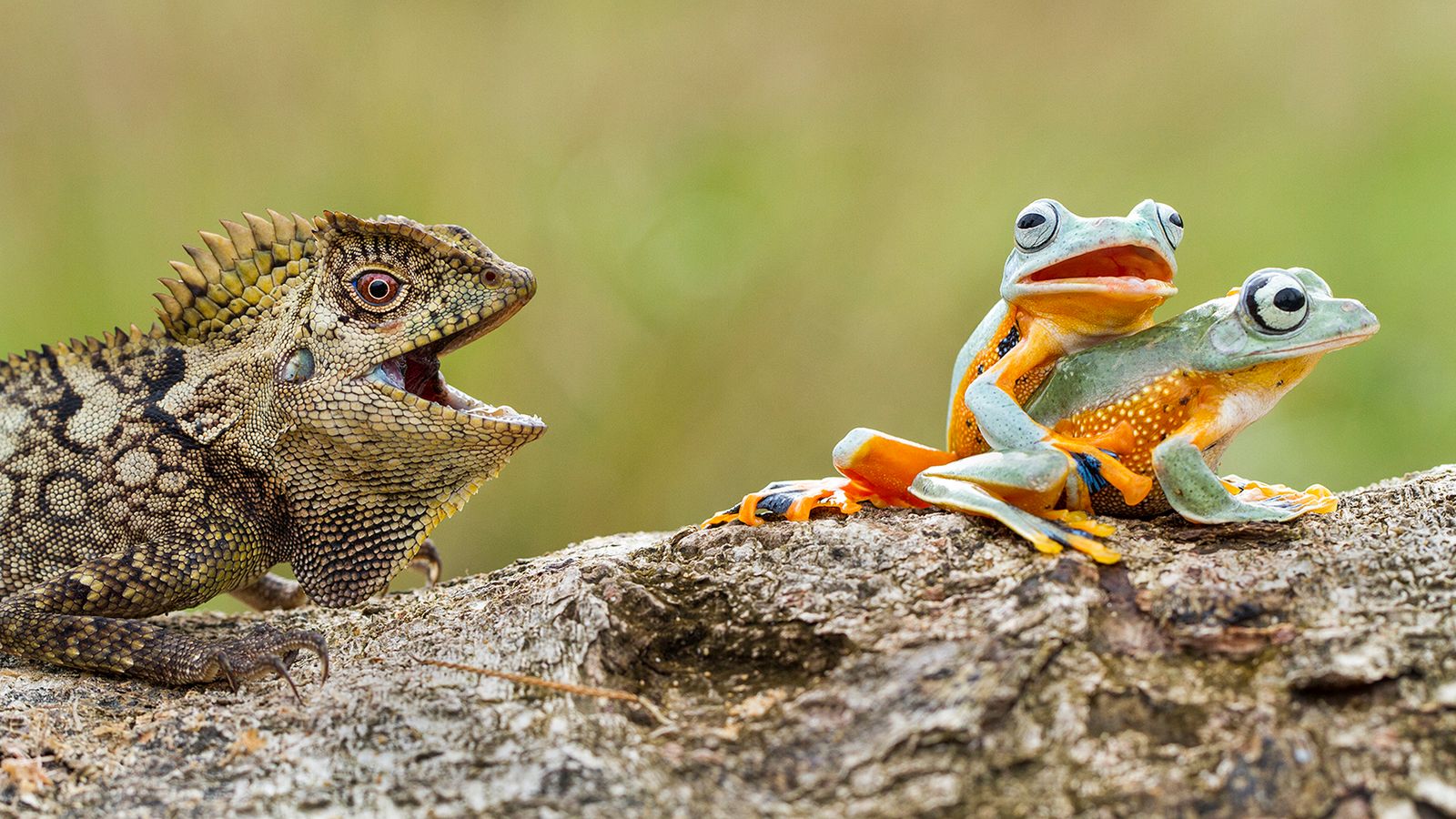Zobacz najciekawsze z dotychczas zgłoszonych zdjęć w konkursie Sony World Photography Awards 2016 10