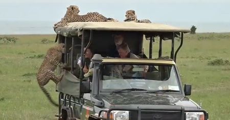 Oko w oko z gepardami. Przerażające nagranie z safari