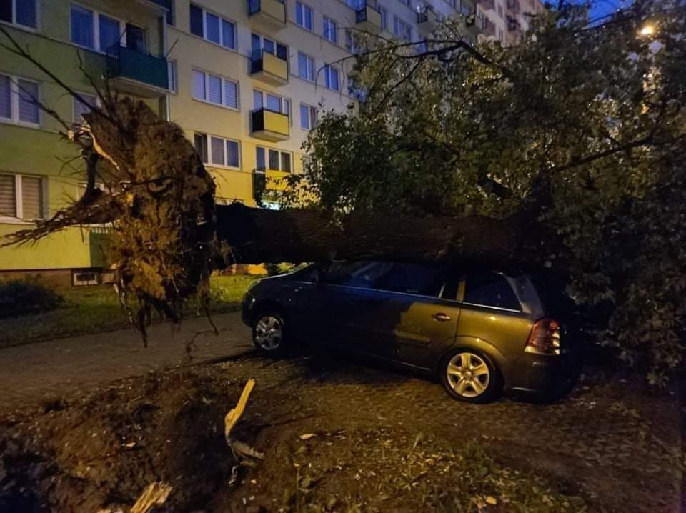 Opel przygnieciony przez drzewo na ul. Braci Wieniawskich