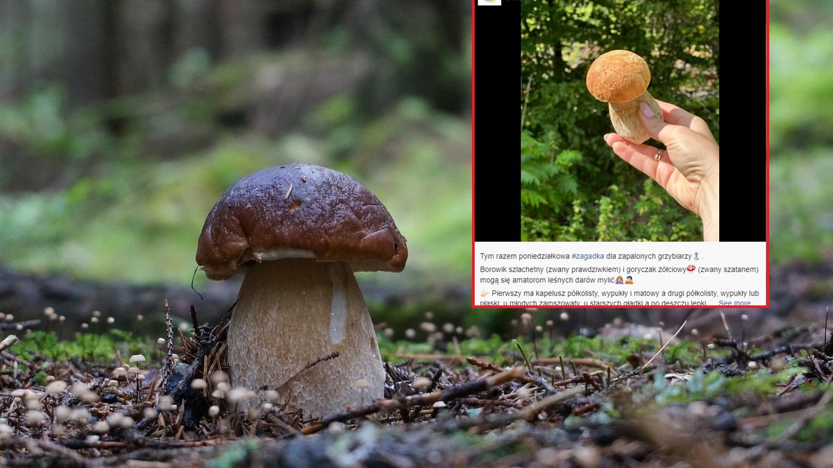 Jakiego grzyba zaprezentowali leśnicy?