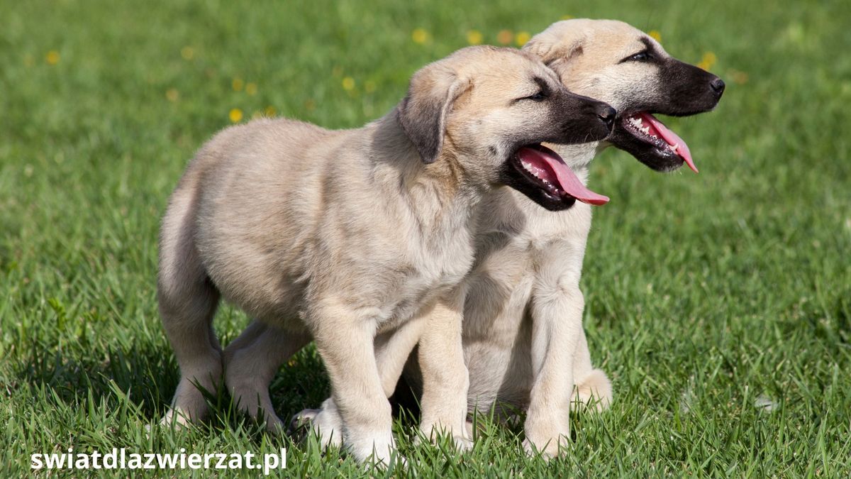 rasa psa kangal
