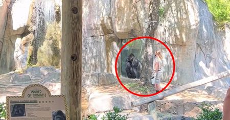 Przerażające wideo z zoo. Goryl na oczach ludzi gonił opiekunów