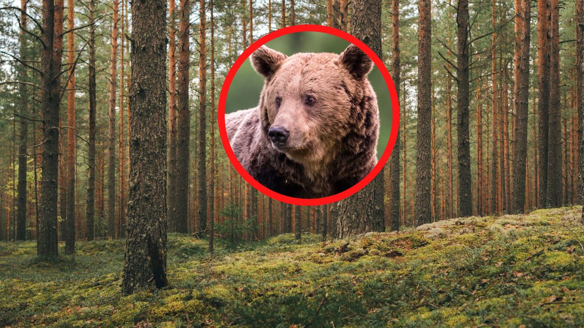 Nowe informacje ws. ataku niedźwiedzia (zdj. poglądowe).