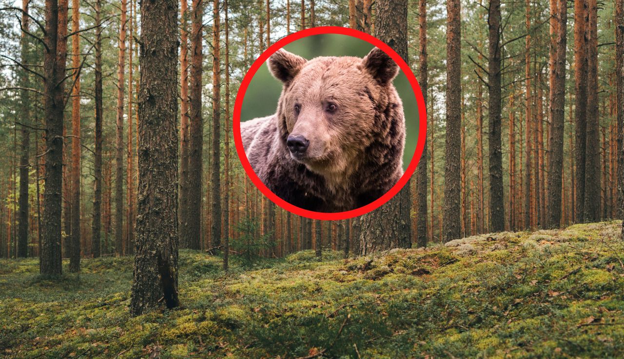 "Nie krzyczała". Śmiertelny atak niedźwiedzia. Wstrząsające kulisy