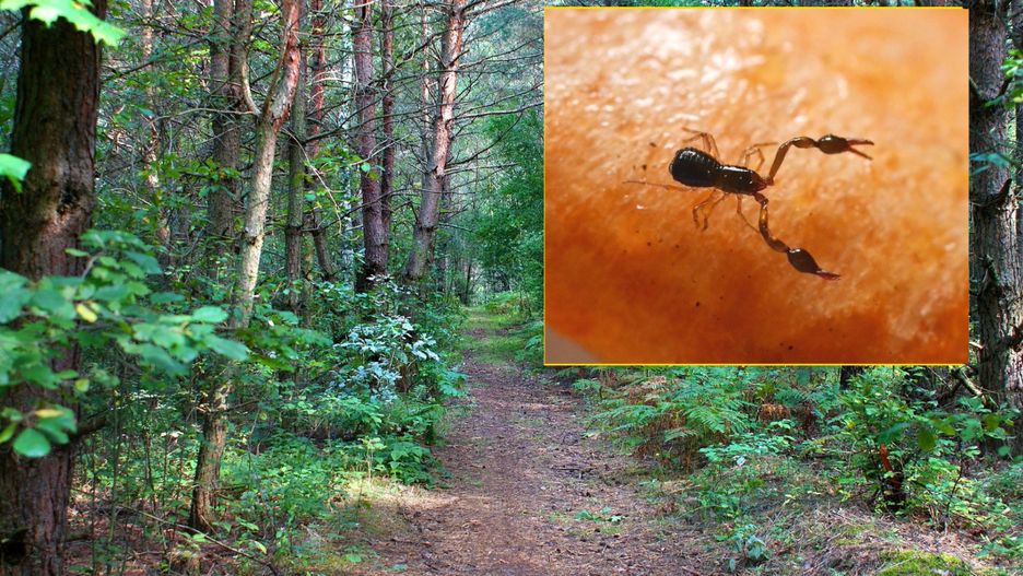 Zaleszczotka to mały pajęczak, którego naukowa nazwa to "Pseudoscorpiones".
