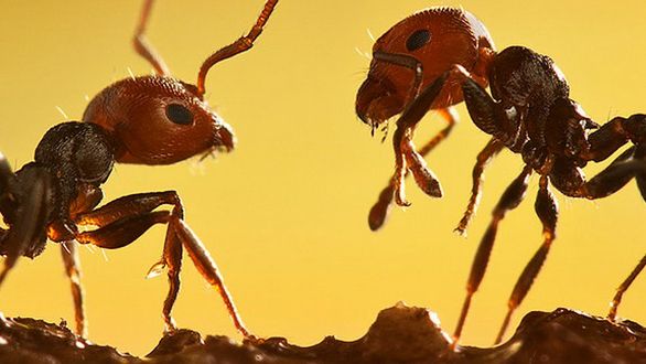 Gigantyczne podziemne miasto. Niezwykły eksperyment ujawnia rozmiary niepozornego mrowiska 1