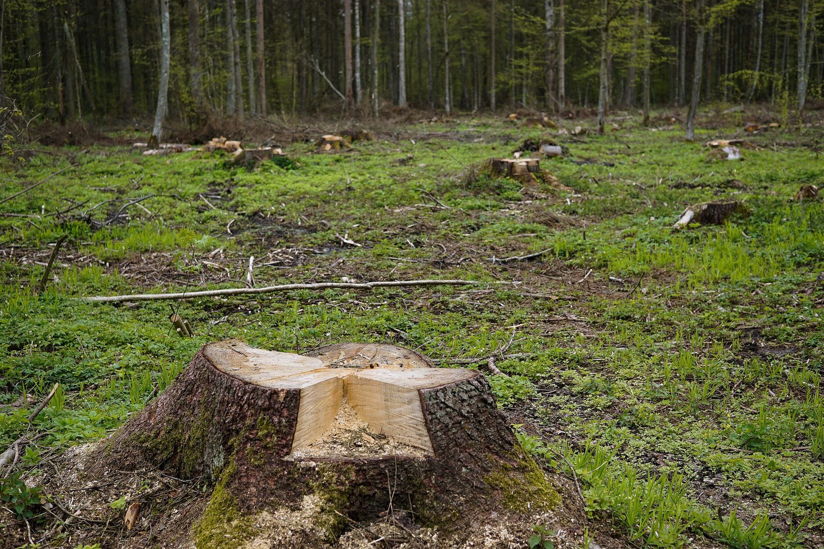 Wycięli drzewa w Puszczy Białowieskiej. Sprawa trafi do prokuratury?