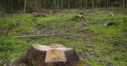 Wycięli drzewa w Puszczy Białowieskiej. Sprawa trafi do prokuratury?