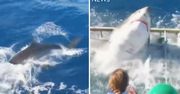 Rekin sforsował klatkę z turystą. Nagranie mrozi krew w żyłach