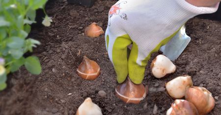 We wrześniu wsadź do gruntu. Wiosną ogród obsypie się kolorami