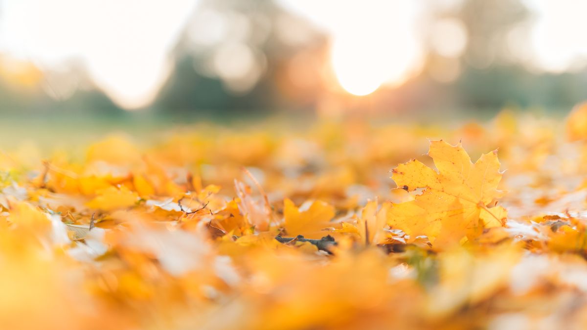 Jesień zaskoczy nas wysokimi temperaturami. W weekend nawet 20°C