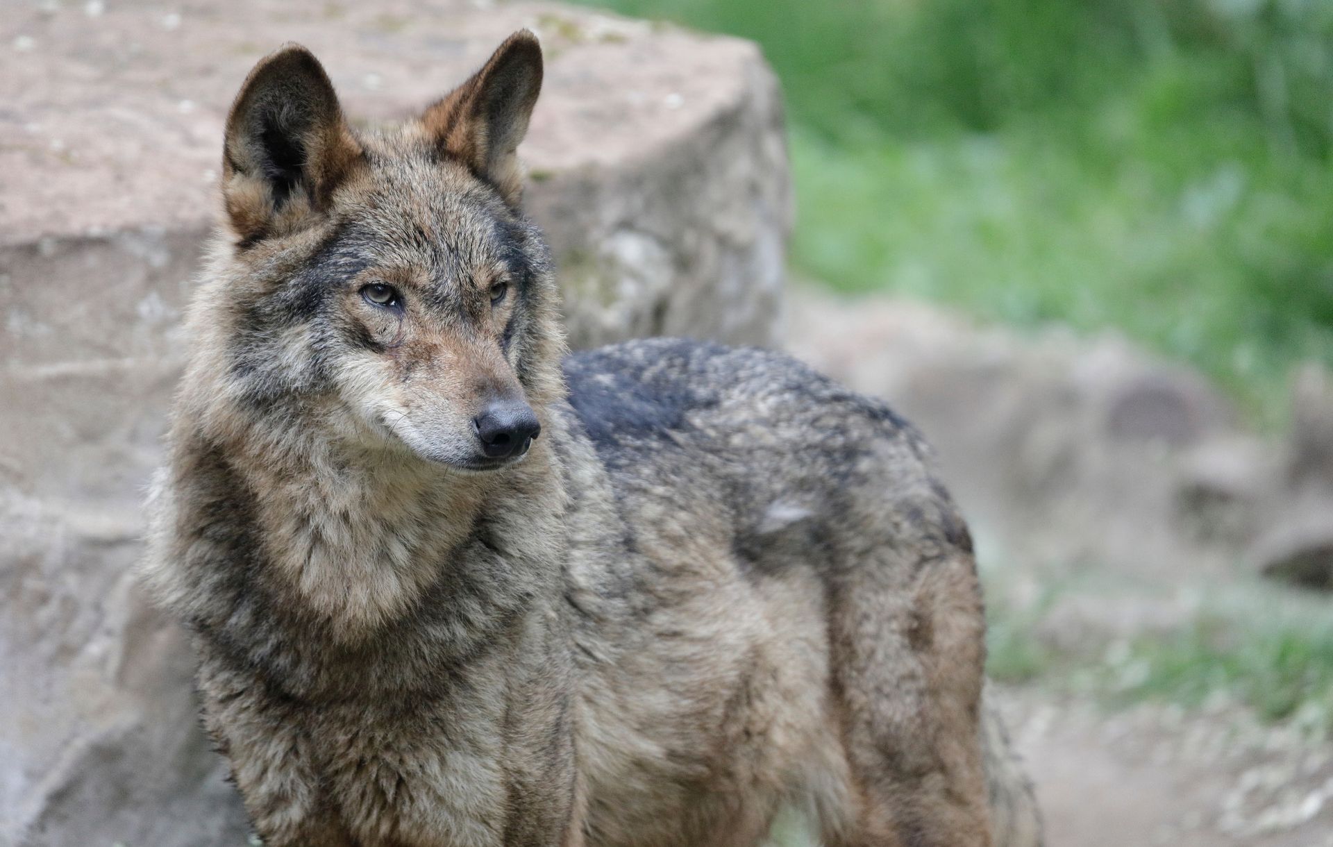Ostrzeżenie przed wilkami. Pojawiły się przy podmiejskich domach