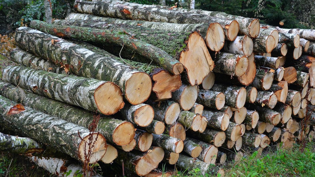 W konkursie zorganizowanym przez Lasy Państwowe wygrały głównie parafie