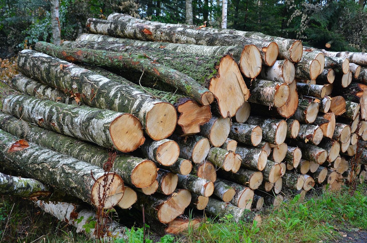 Miliony złotych dla parafii. Z konkursu organizowanego przez Lasy Państwowe