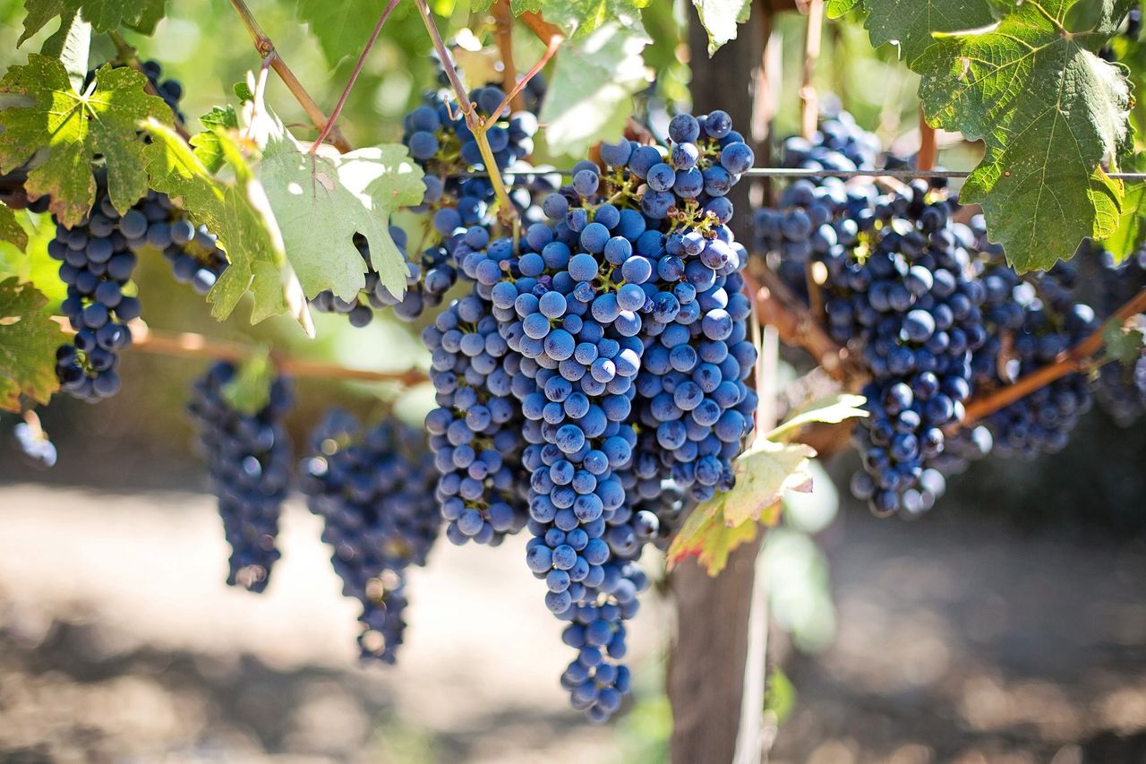 French vineyards to clear 20,000 acres amid falling wine demand and rising competition