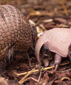 Wrocław. Możesz wybrać imię dla pancernika południowego. ZOO walczy o zagrożony gatunek