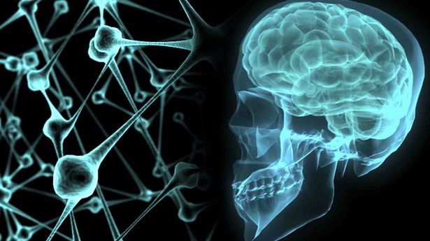 Rozpoczął się Tydzień Mózgu - popularyzujący wiedzę o układzie nerwowym 1