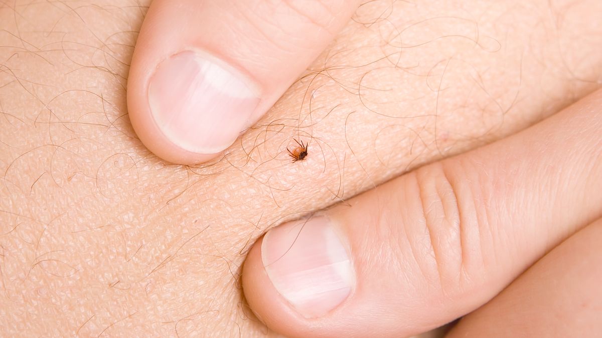 Kleszcze są już aktywne. GIS ostrzega