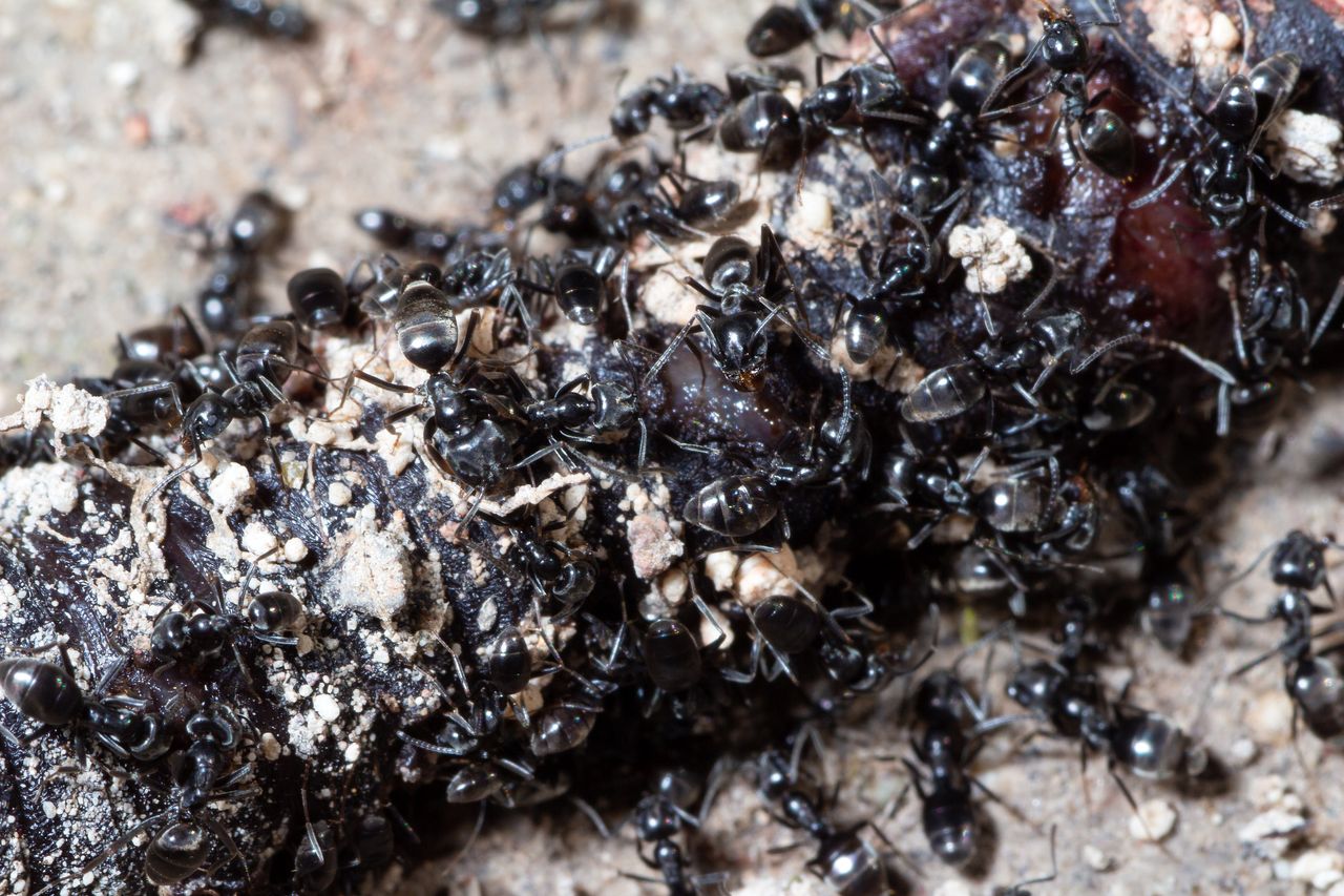 Ants can cause significant trouble