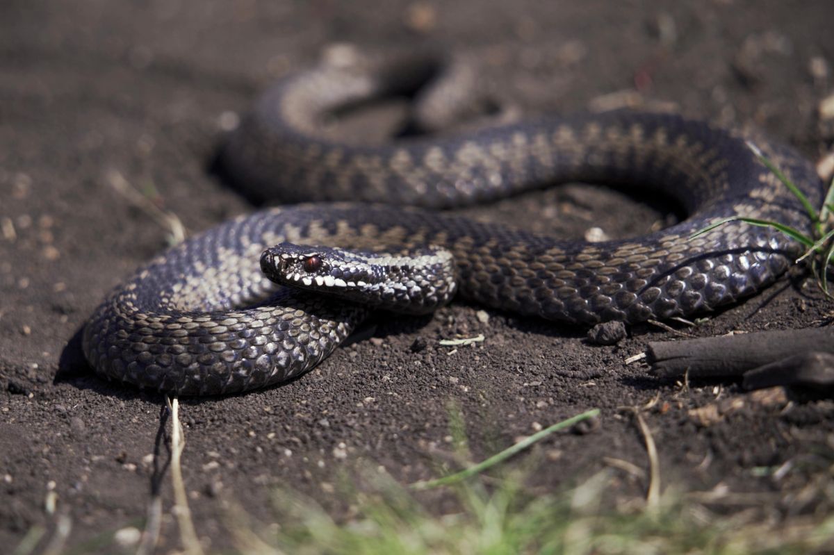 Plaga żmij na Dolnym Śląsku. Wchodzą do sklepów i domów